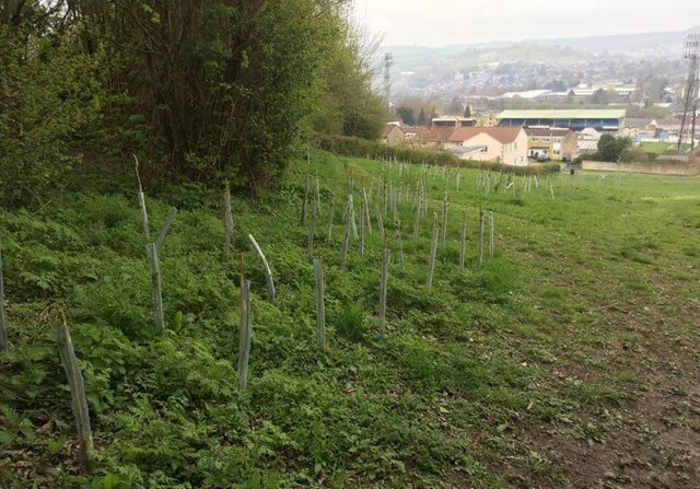 more tree banes